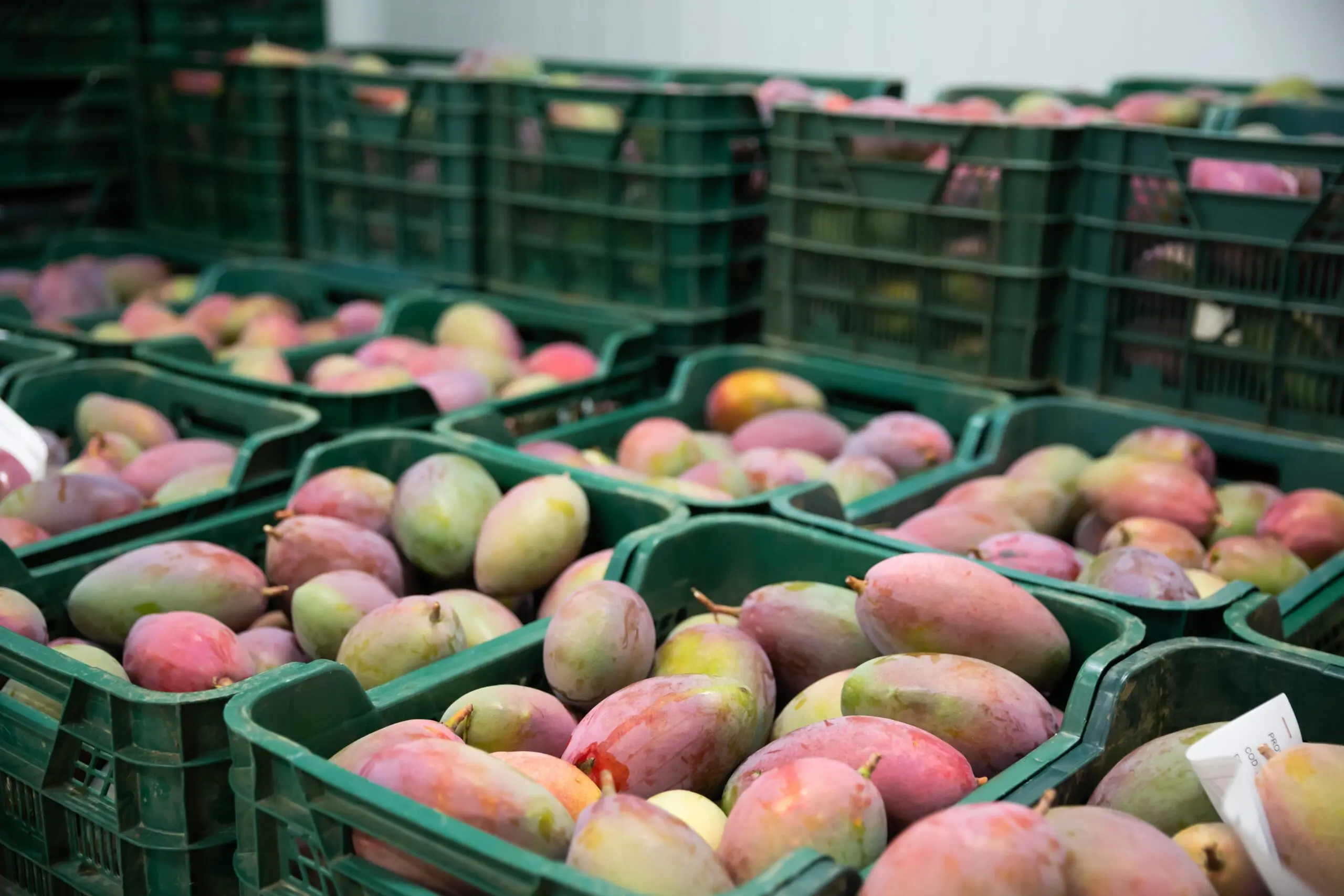 Stacks,Of,Fruit,Boxes,With,Ripe,Mango,Fruits,In,Packing