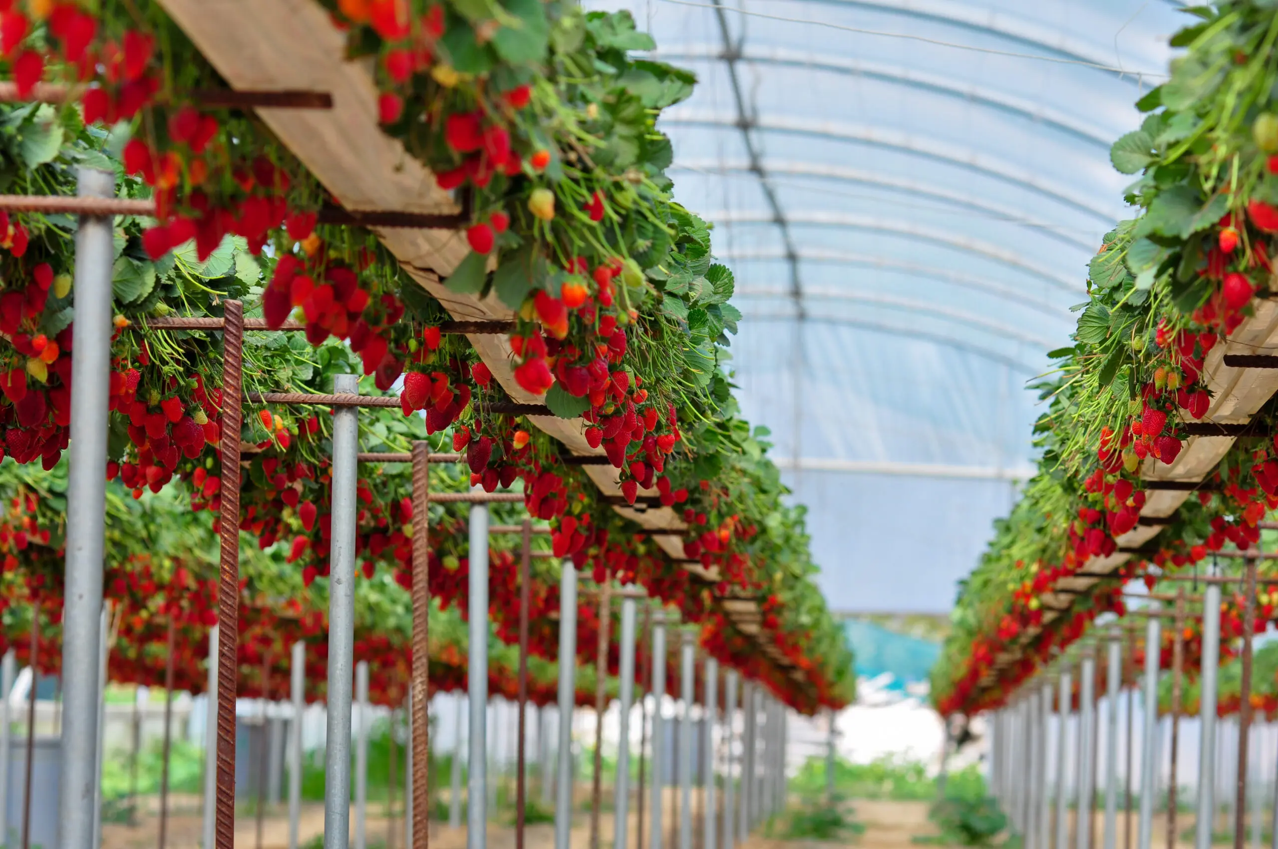 Strawberry,Fields