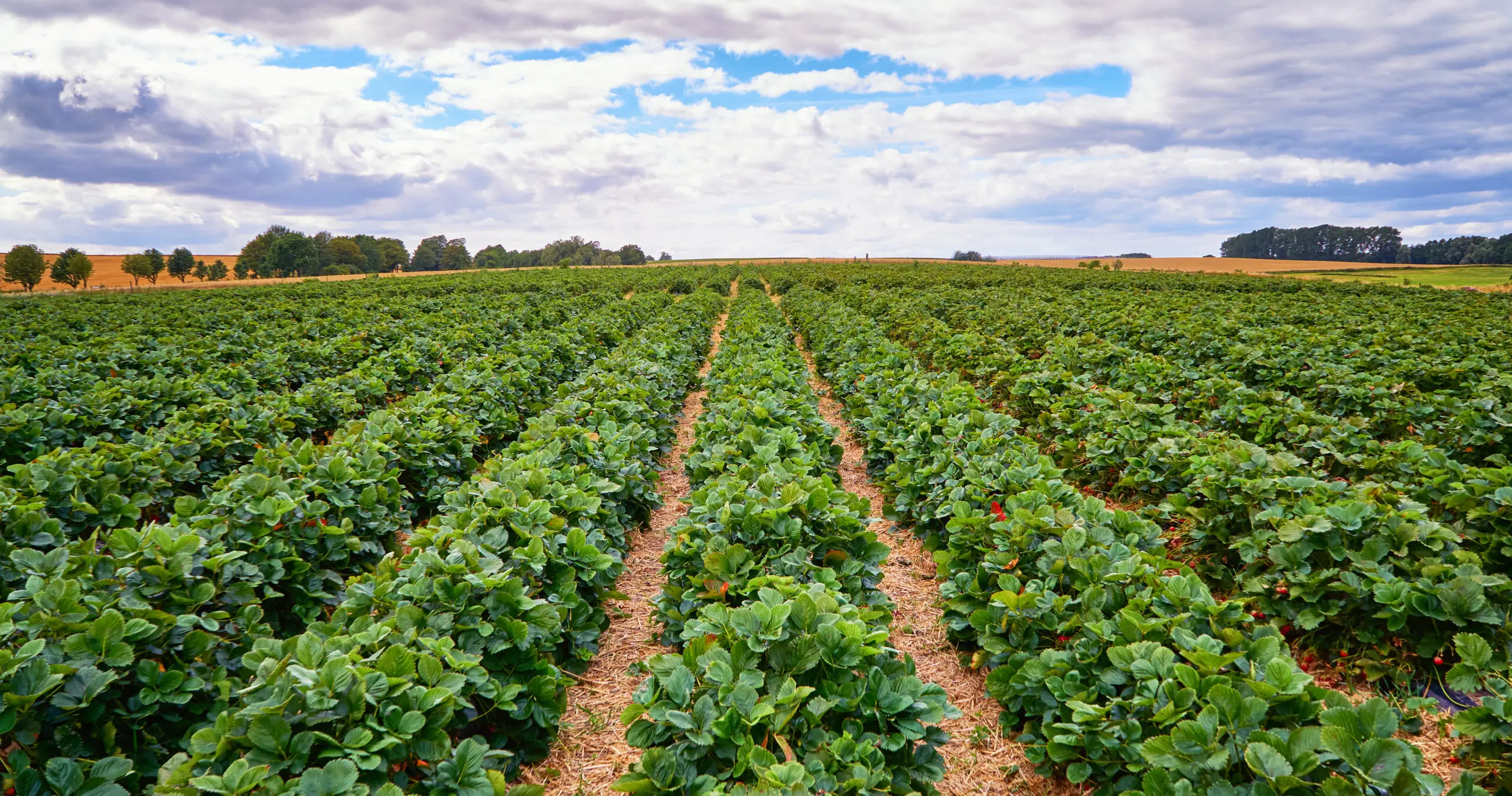 Green,Strawberry,Field,With,Blue,Sky,And,Clouds,On,The