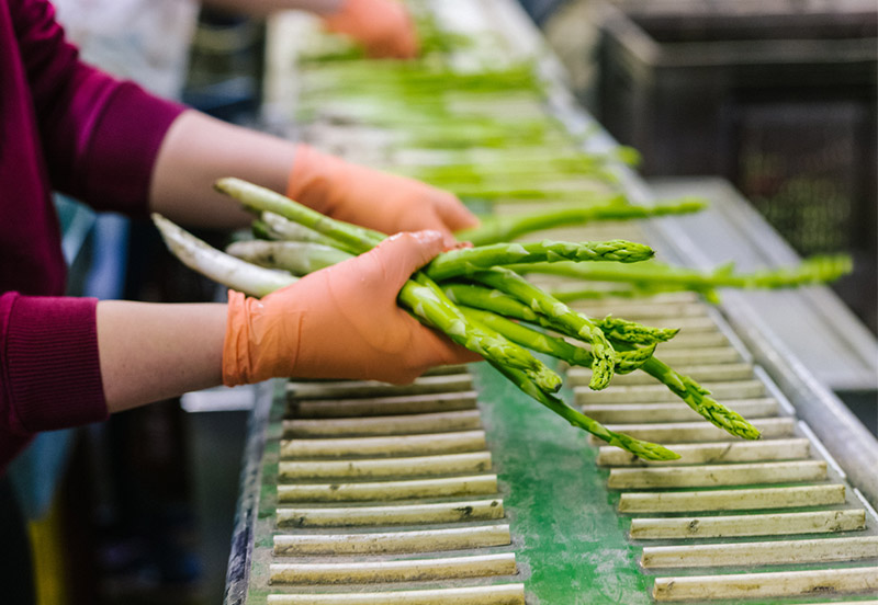 asparagus sorting
