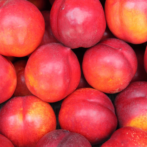 Lots of Nectarines