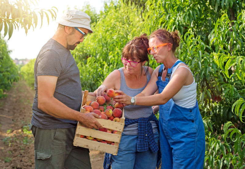 Workers picking peaches in field